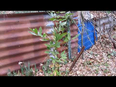 Видео: Лавр благородный