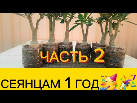 Видео: Первый обзор корней🤩 моих годовалых сеянцев адениумов обесум микс. Часть 2.