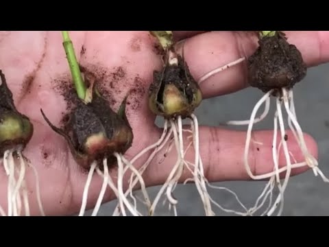 Видео: Как Укоренить Вырастить РОЗУ из Цветка /How to Root Grow a ROSE from a Flower