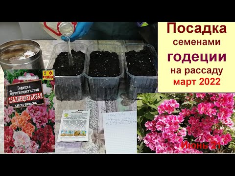 Видео: Годеция. Посадка годеции семенами на рассаду. Март 2022
