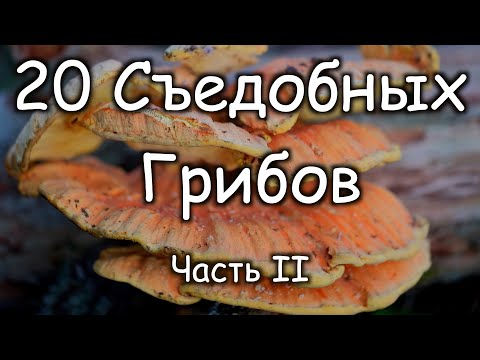 Видео: 20 Съедобных Грибов В Которых Нельзя Ошибиться! Часть 2