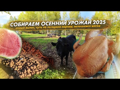 Видео: Новый выпас. Чуть не потеряли корову! Собираем урожай, запасаемся мясом