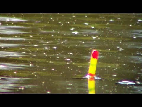 Видео: ВОТ ЭТО РЫБАЛКА!!! Ловля карася на поплавочную удочку. Рыбалка на карася на  поплавочную удочку 2023