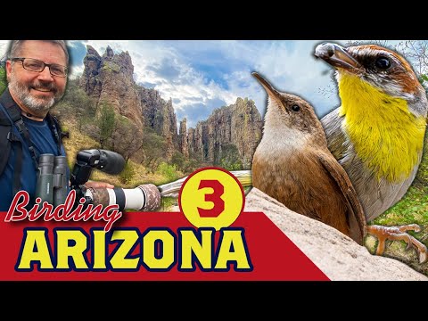 Видео: УДАЛЕННОЕ НАБЛЮДЕНИЕ ЗА ПТИЦАМИ! Мексиканская певунья, каньон Сикамор