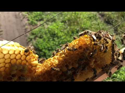 Видео: Девятнадцатый пойманный рой🥳 Снимаю ловушки⚠️ Дела на пасеке🐝