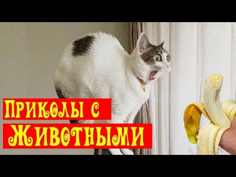 Видео: Я Ржал ПолЧаса! 😂 Приколы с животными/ Смешные испуги животных