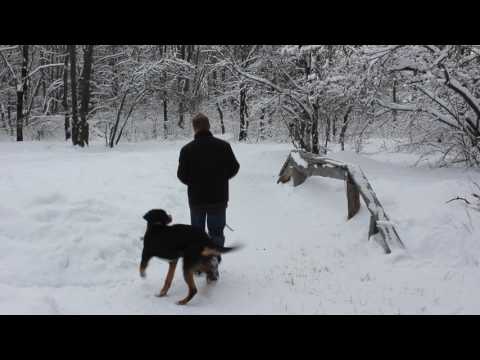 Видео: Швейцарский Зенненхунд