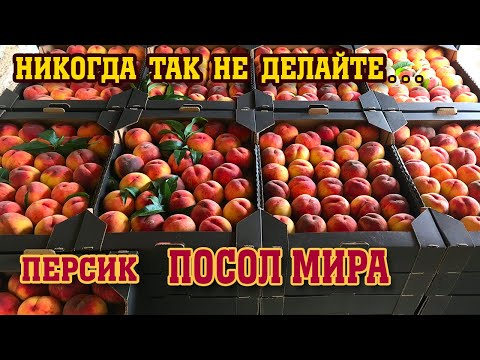 Видео: Никогда так не делайте с персиком/ сорт ПОСОЛ МИРА 2021