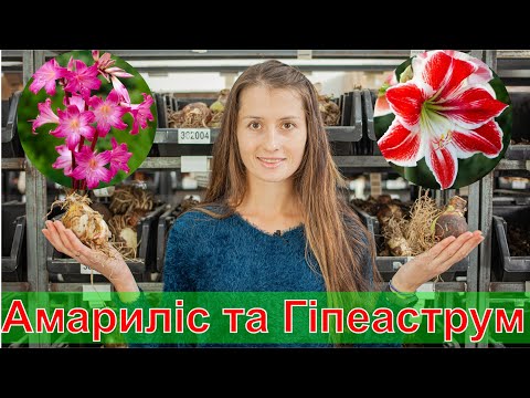 Видео: Амариліс та Гіпеаструм огляд цибулин, вирощування і догляд