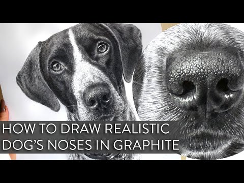 Видео: Как нарисовать реалистичный нос собаки графитом