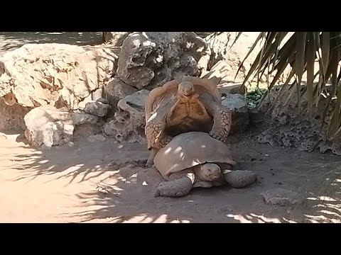 Видео: Один день зверей с дикими людьми 