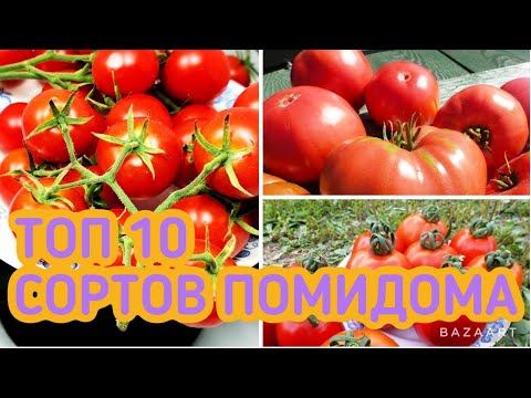 Видео: ПЕРВАЯ ДЕСЯТКА ТОМАТОВ ЛЮБИМЧИКОВ POMIDOM.RU