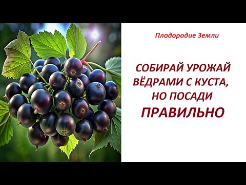 Видео: Самый лучший в мире органический способ посадки кустарников №477/24