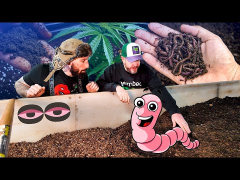 Видео: РЕКОРДНЫЙ Урожай и ЗДОРОВАЯ Почва БЕЗ УДОБРЕНИЙ! Производство WORM CASTINGS.