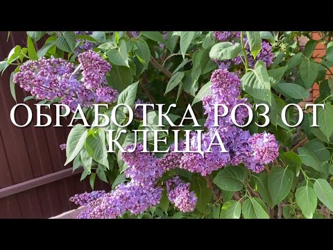 Видео: Розы. Срочная обработка от клеща!!! Полезная прогулка по розарию.🌹🌹🌹