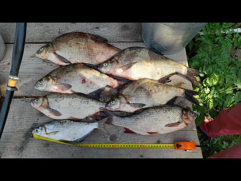 Видео: Рыбалка на Вятке, отпуск и здоровенные язи!