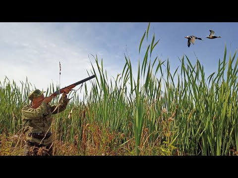 Видео: Охота на утку 2021. Охота на уток с манком.