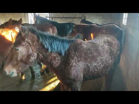 Видео: бордақы тайлар қалай семіреді