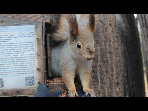 Видео: Белка с идеальным мехом на лице! 🤔🤭🤗 Squirrel with ideal facial winter fur!