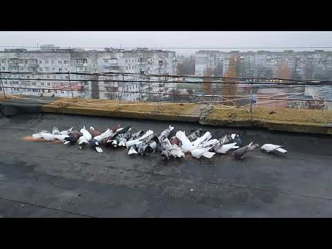 Видео: Немного поговорим о Николаевских голубях.