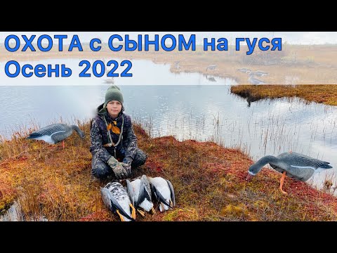 Видео: ОХОТА на ГУСЯ осень 2022. Наблюдаем с СЫНОМ за гусями
