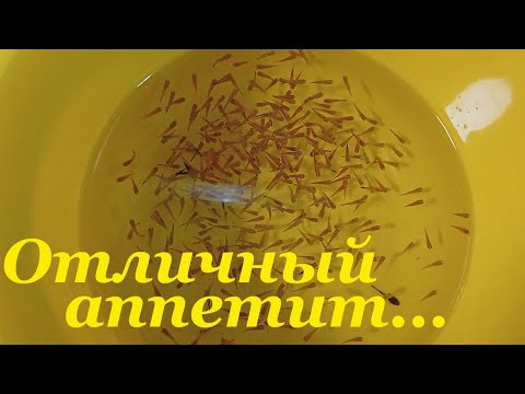 Видео: Мальки меченосцев чем кормить Пересадка мальков меченосцев
