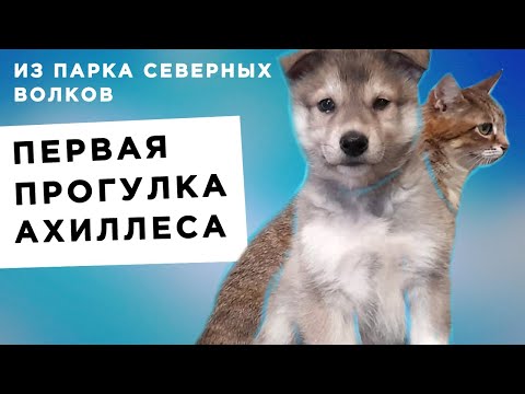 Видео: ПЕРВАЯ ПРОГУЛКА АХИЛЛЕСА. БОЙ с кошками