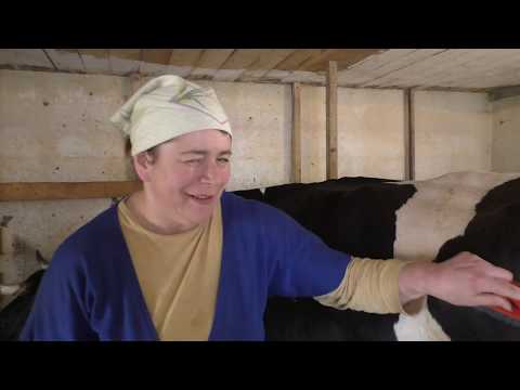 Видео: Ответы на ваши вопросы про коров /Деревня/