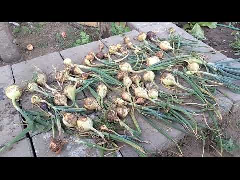 Видео: Уборка на участке🌾. Сбор урожая🌶️🍅