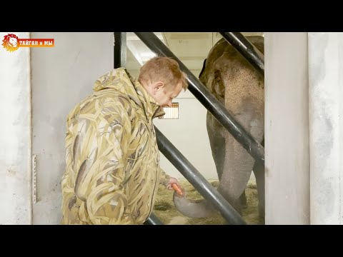 Видео: ПЕРВЫЙ УЖИН в Тайгане - СЛОНЫ еще немного волнуются. Lions life in Taigan.