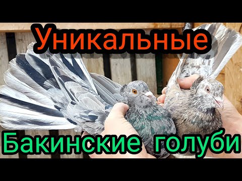 Видео: Бакинские голуби.Обзор у Игоря Волжского.Baku pigeons.Review by Igor Volzhsky