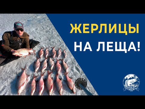 Видео: Жерлицы на Леща!!!! Крупняк клюёт. Ловля леща на жерлицы.