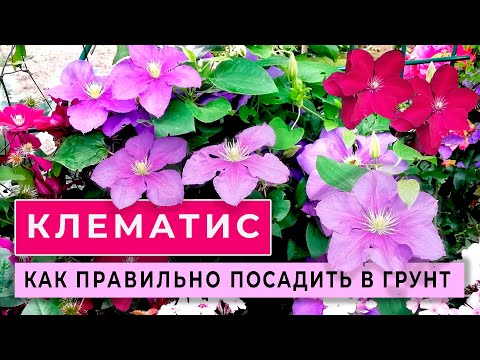 Видео: КЛЕМАТИС. Как правильно посадить в грунт новые растения