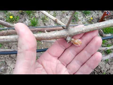 Видео: Как спасти виноград ,после начала вегетации , от весенних возвратных заморозков ?