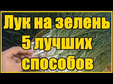 Видео: Тор 5 лучших способов выращивания лука на зелень перо проверенные годами