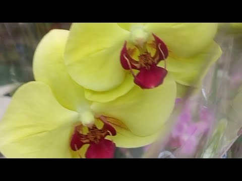 Видео: 15.10.2025.ПОРАДОВАЛ СЦ в ЭПИЦЕНТРЕ г ДНЕПРА на СЛОБОЖАНСКОМ!!!