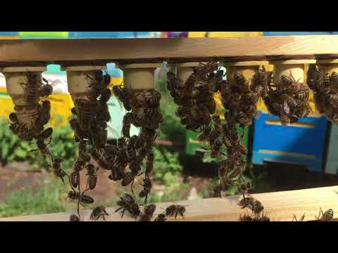 Видео: Семья воспитательница с плодной маткой