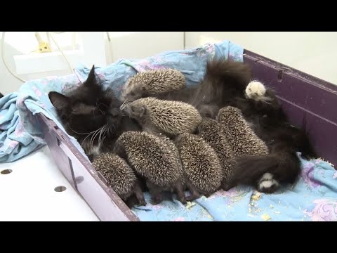 Видео: Эти Животные Воспитали Чужих Детенышей!
