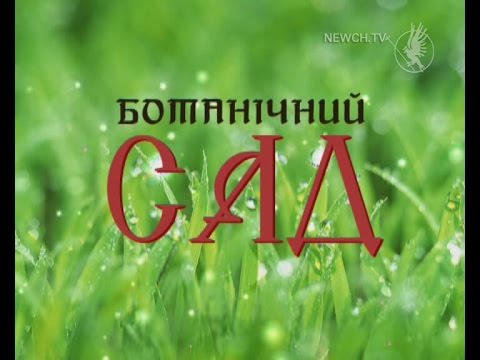 Видео: Папоротник | Ботанический сад