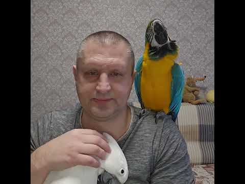 Видео: СКОЛЬКО СТОИТ СОДЕРЖАНИЕ БОЛЬШОГО ПОПУГАЯ? ЦЕНЫ НА КРУПНЫХ ПОПУГАЕВ. ЦЕНЫ НА КЛЕТКИ И ВОЛЬЕРЫ.