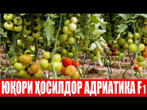 Видео: Адриатика F1: Сирдарёнинг шўр ерларида хам барқарор натижа бермоқда (Tomato Adriatika F1-Sakata)