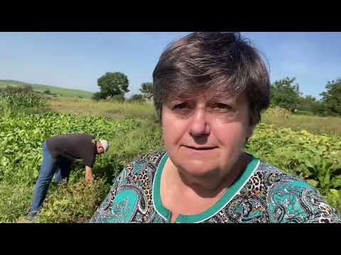 Видео: Забираємо з городу квасолю. Який у нас урожай. 