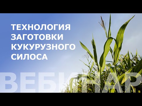 Видео: Технология заготовки кукурузного силоса