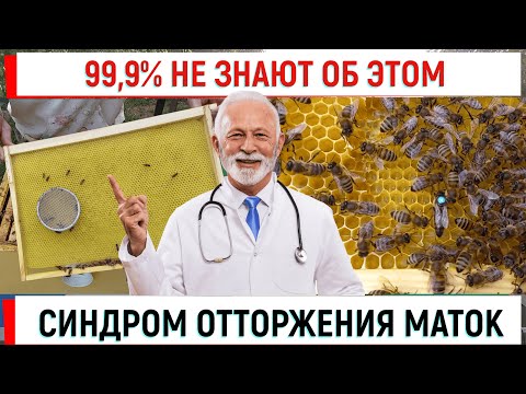 Видео: Неожиданная причина исчезновения маток! Можно спасти!