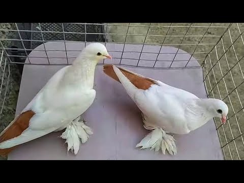 Видео: Бойные Голуби. Новое приобретение. 07.06.20 Грузия. Тбилиси