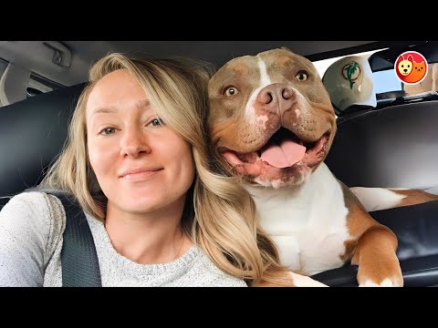 Видео: Они боялись этого Питти — пока не увидели, сколько любви он мог дать