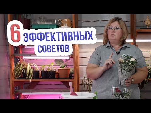 Видео: Как спасти розу в горшке из магазина? Уход за комнатной розой в домашних условиях