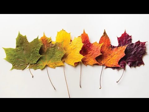 Видео: ЗДО√177ЗМП.Дослідницька діяльність"Чому листя восени жовтіє?"#длядітей#досліди#ознакиосені#листя