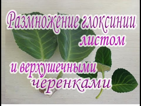 Видео: Размножение глоксинии листом и верхушечными черенками. Руководство для начинающих.