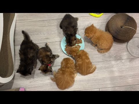 Видео: По графику обед 🥘 #cat#хиврята5#шотландскиекотята#